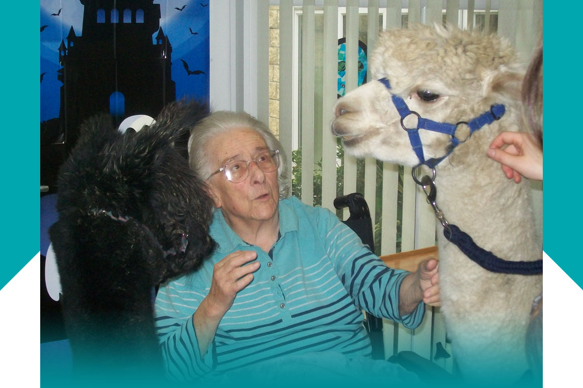 alpaca visit news alpaca visit news