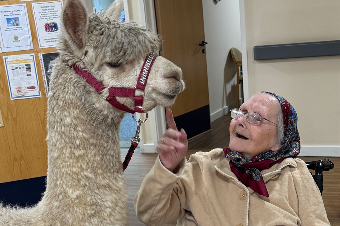 adorable alpacas visit care home clients main adorable alpacas visit care home clients main