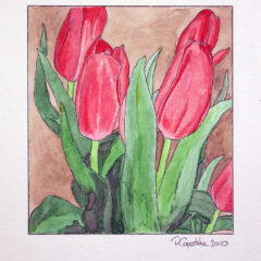 Tulips – pen and watercolour 2023
