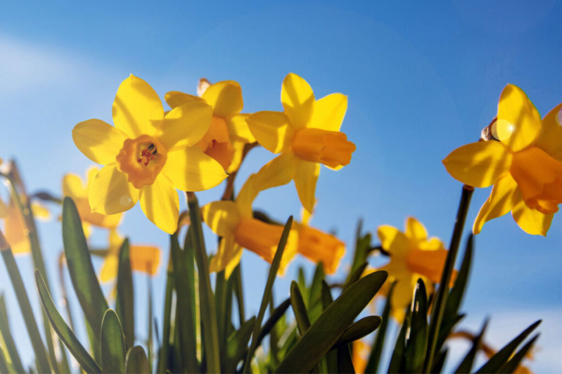 power of a spring stroll in leeds